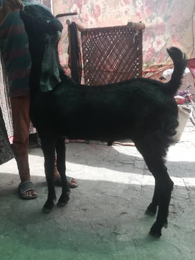 donda bakra qurbani ke liye  03056474043