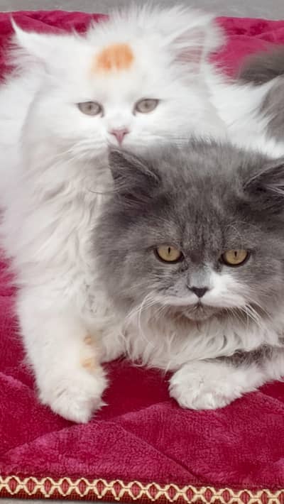 Pure Persian Cat Pair (Male + Female) for Sale – Ready for Breeding