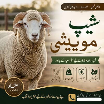 Male Sheep for sell in Rwp with Free delivery