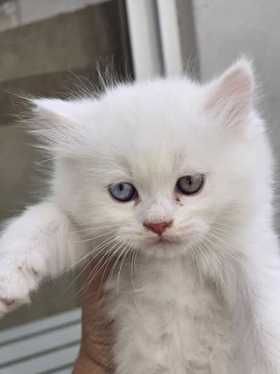 Persian kitten for sale Male or Female available