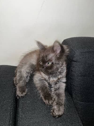 Grey Persian Kitten