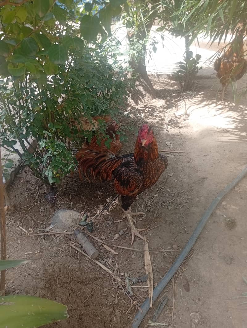 خوبصورتی اور فائٹ ایک ساتھ 0