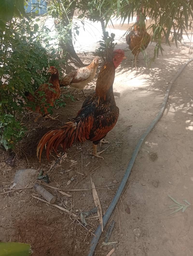 خوبصورتی اور فائٹ ایک ساتھ 1