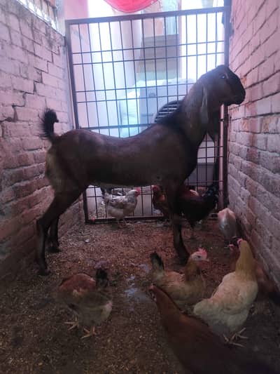 Andal bakra