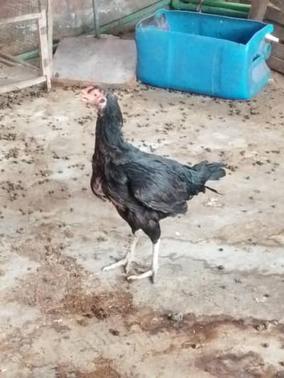 aseel hens