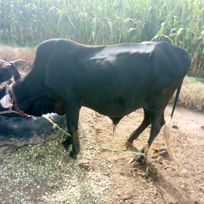 Qurbani Gift only,135k, bakre ki price me, urgent sale,0313-6505756