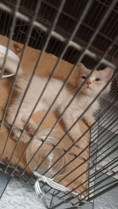 cat for sale