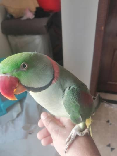 male kashmiri Raw parriot for sale healthy actve  and breader