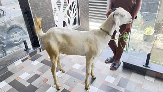 Bakra 42 kg weight