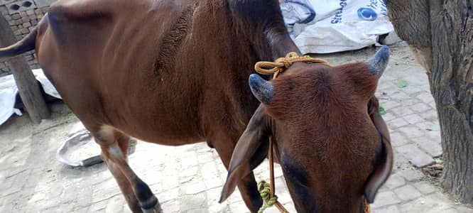 Bachari for Sale Qarbani