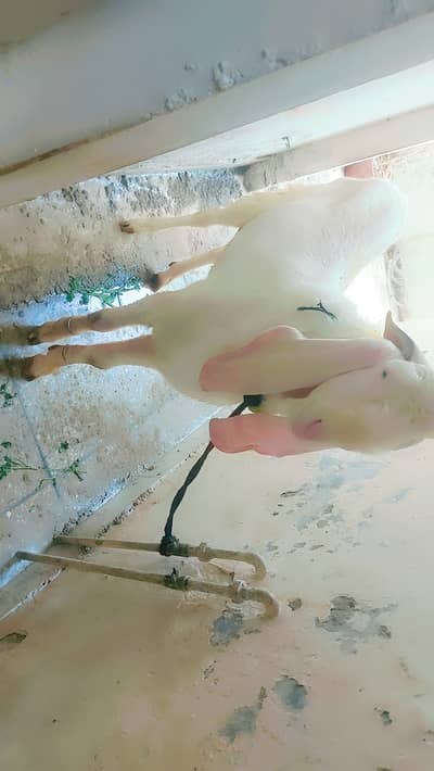 Gulabi bakra for sale