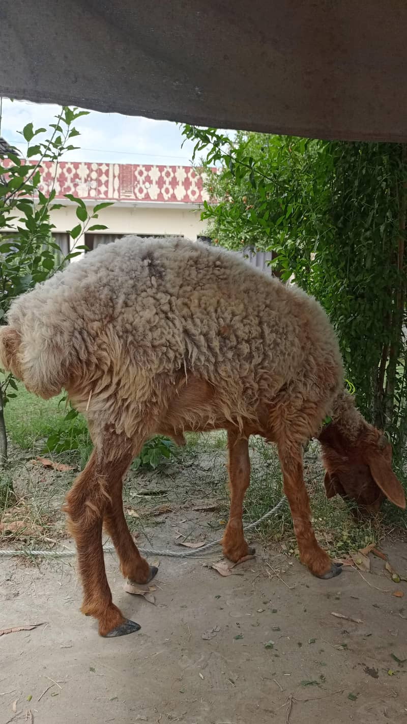 قربانی کا دنبہ 1