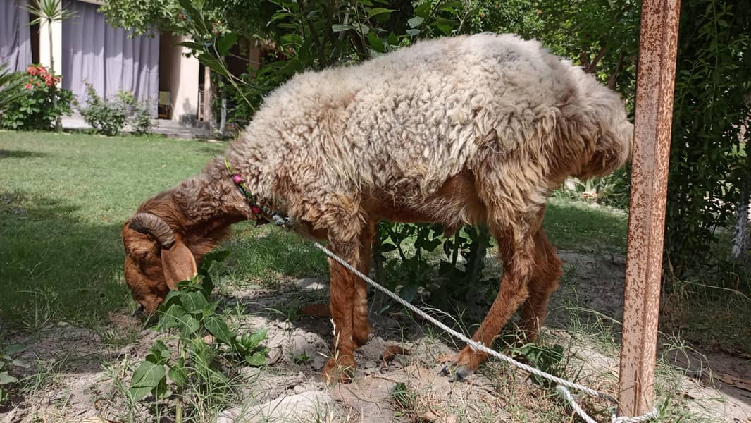 قربانی کا دنبہ 3