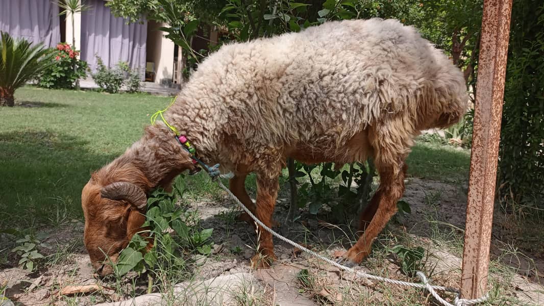 قربانی کا دنبہ 4