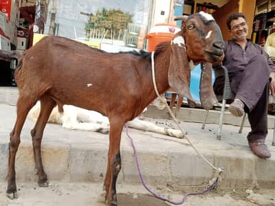 Bakra Khassi | 2 Dant