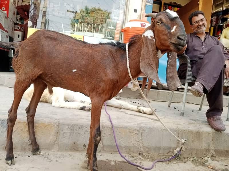 Bakra Khassi | 2 Dant 0