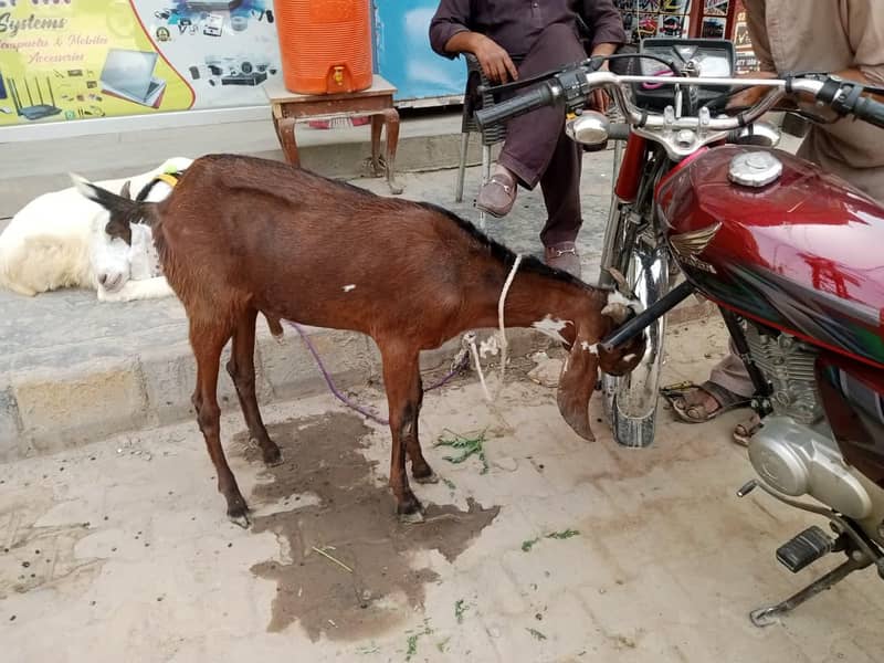 Bakra Khassi | 2 Dant 1