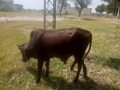 donda wacha for qurbani 03429122830
