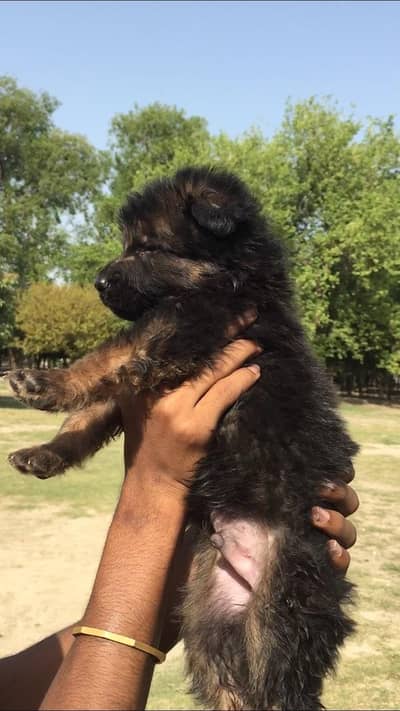 German shepherd puppies for sale puppies are all healthy