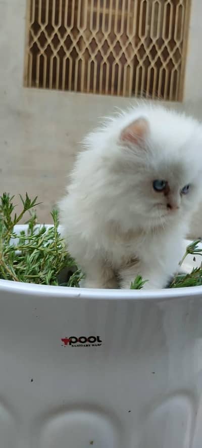 cats baby