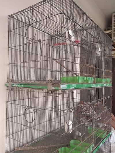 Birds Cage