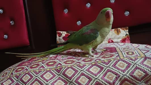 Breed 1 time hand tame female
