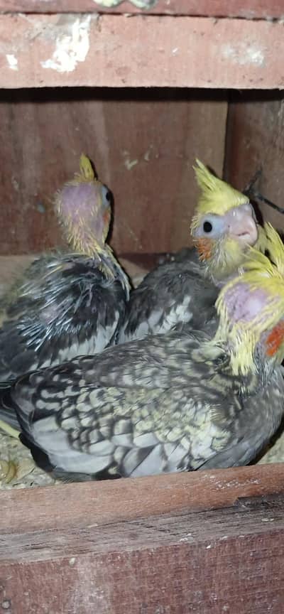 Cocktail Pair & Painapple Conure