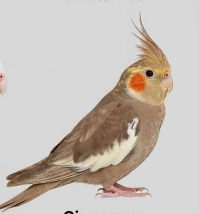 Cocktail Pair & Painapple Conure Pairs