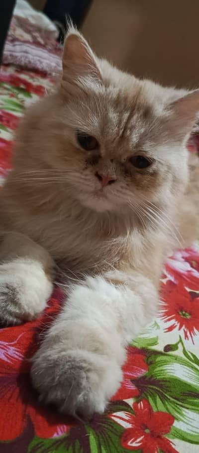cat for sale