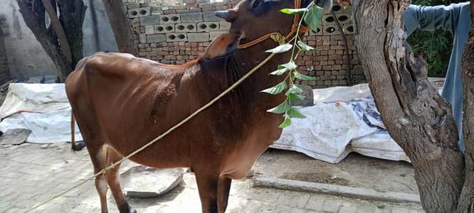 Bachari for Qarbani
