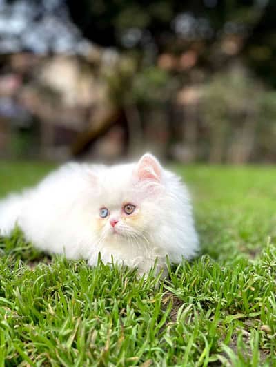 cats&kittins(Nhs)