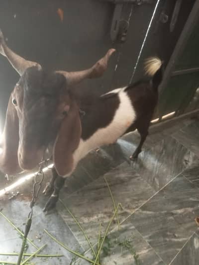 2 dant bakra