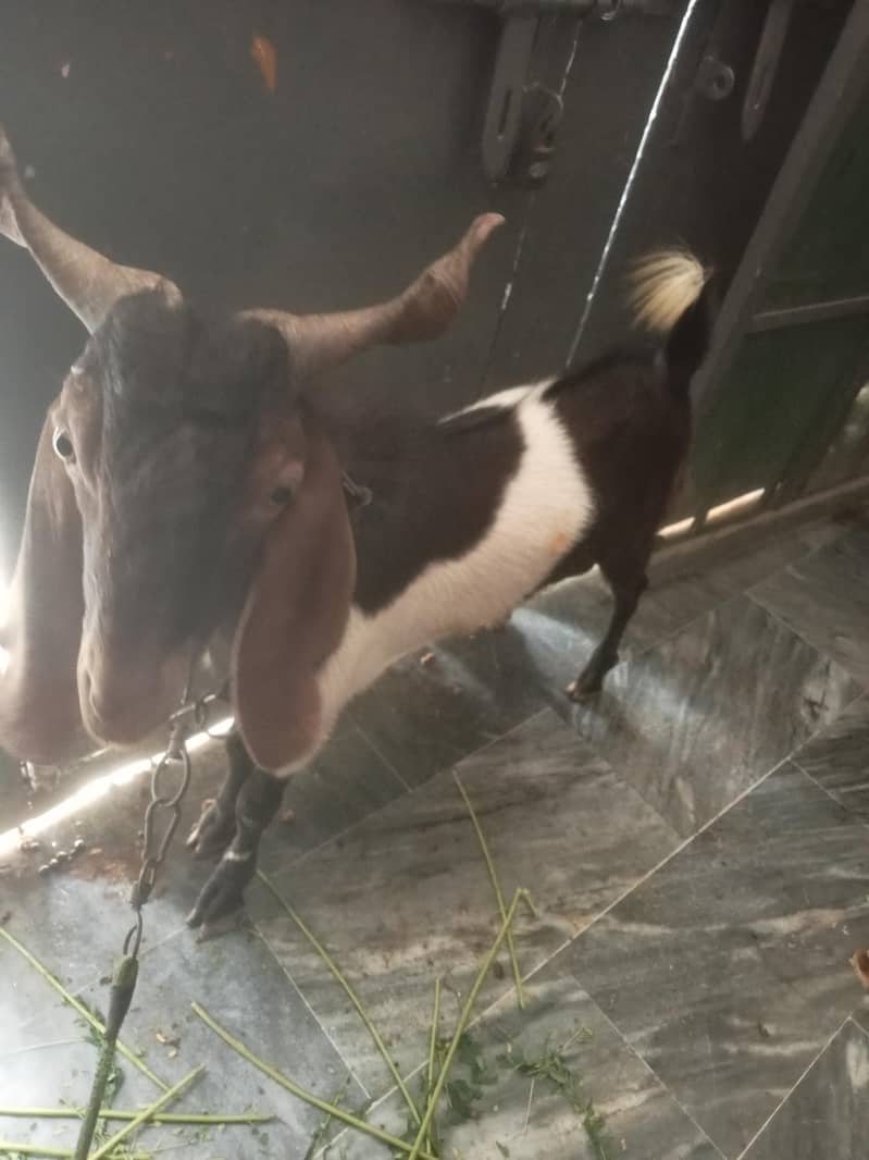2 dant bakra 0