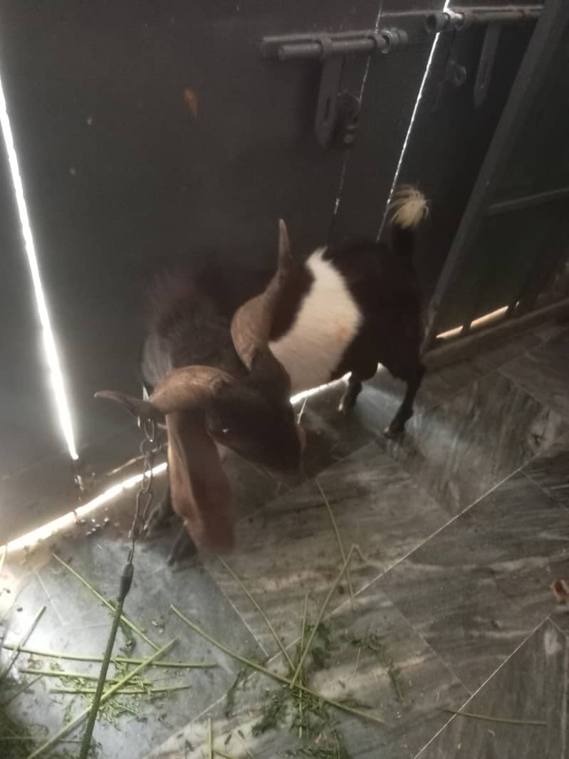 2 dant bakra 1