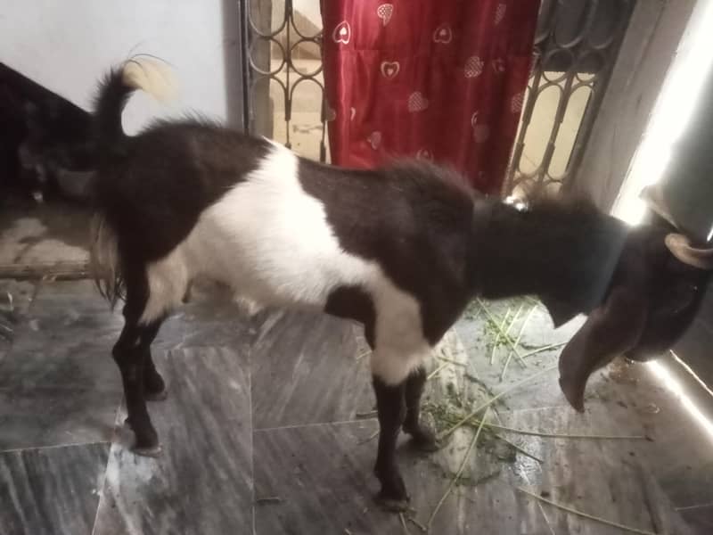 2 dant bakra 2