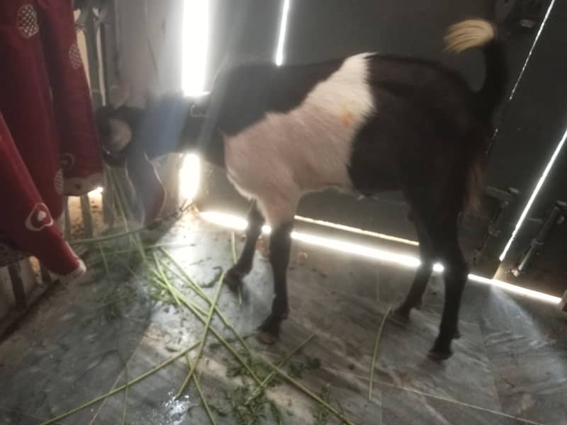 2 dant bakra 3