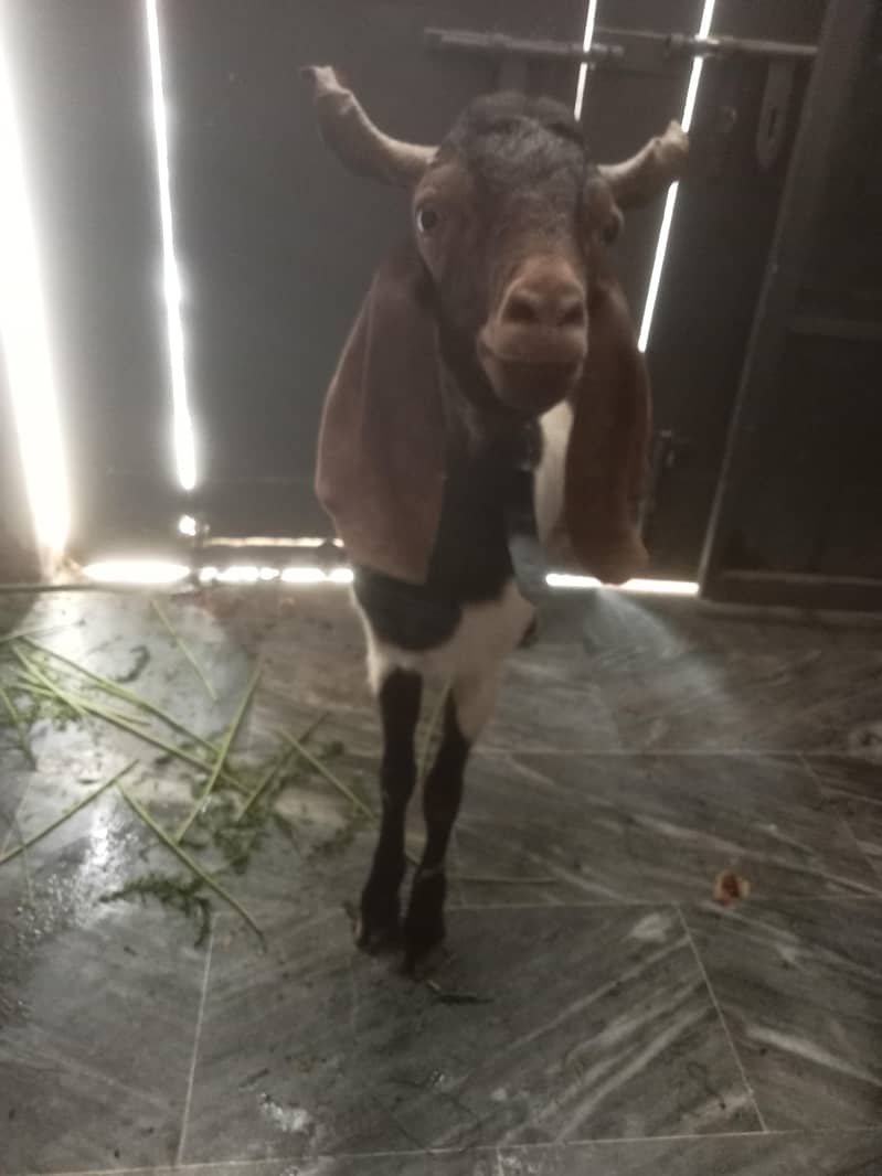 2 dant bakra 4