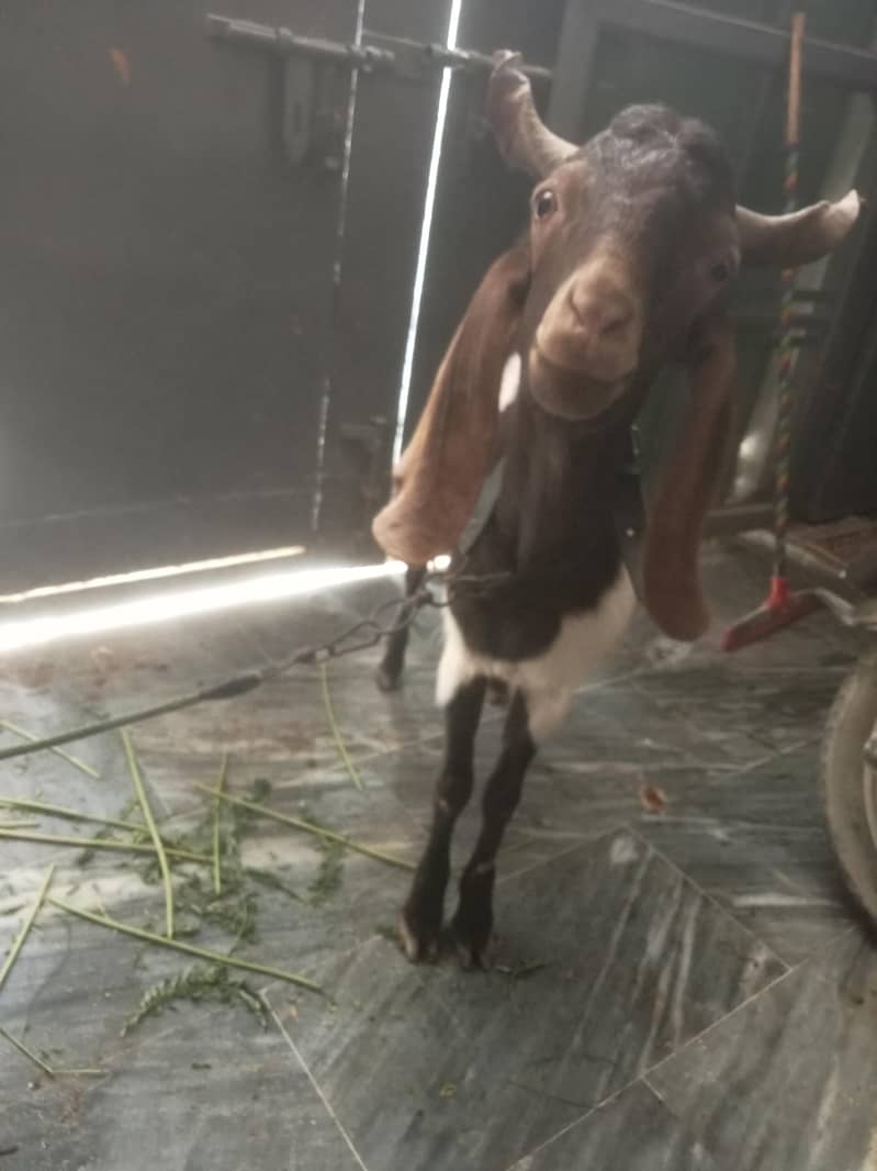 2 dant bakra 5