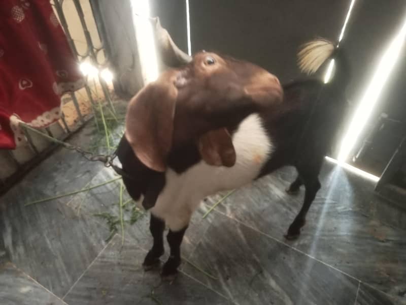 2 dant bakra 6