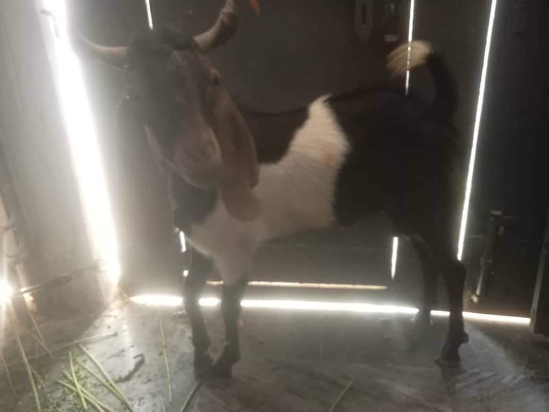 2 dant bakra 7