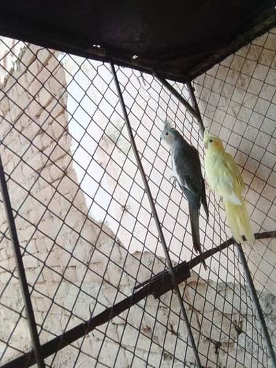 Breeder pair
