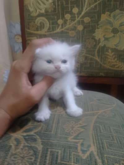 Persian cat