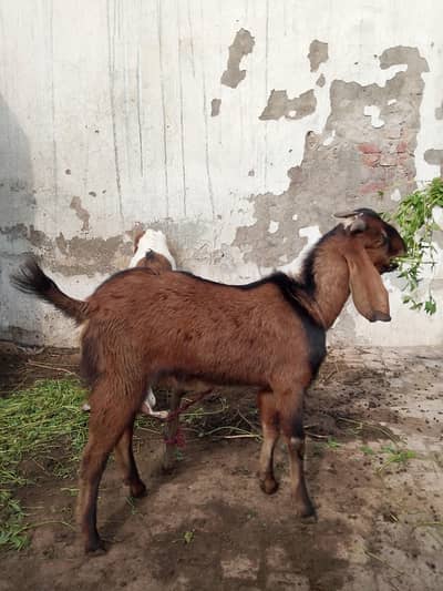 bari Eid ka tufa Bakra sale 03265239064