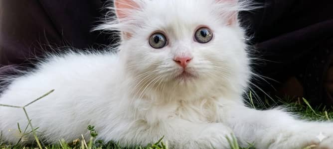 Cats Kittens Tripple cot persian