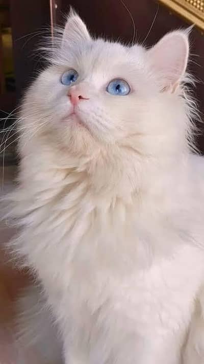 persian cat femail blue eyes