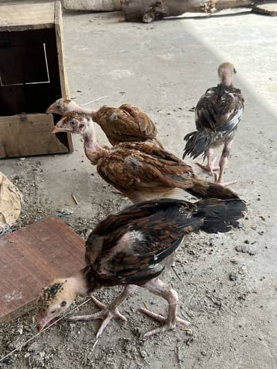 Aseel chicks or pairs for sell