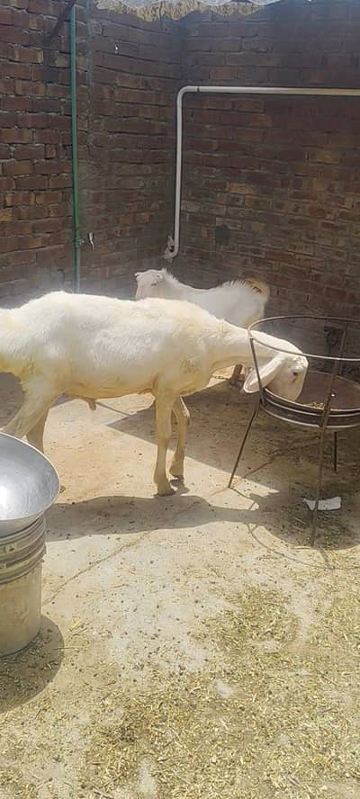 white dumba
