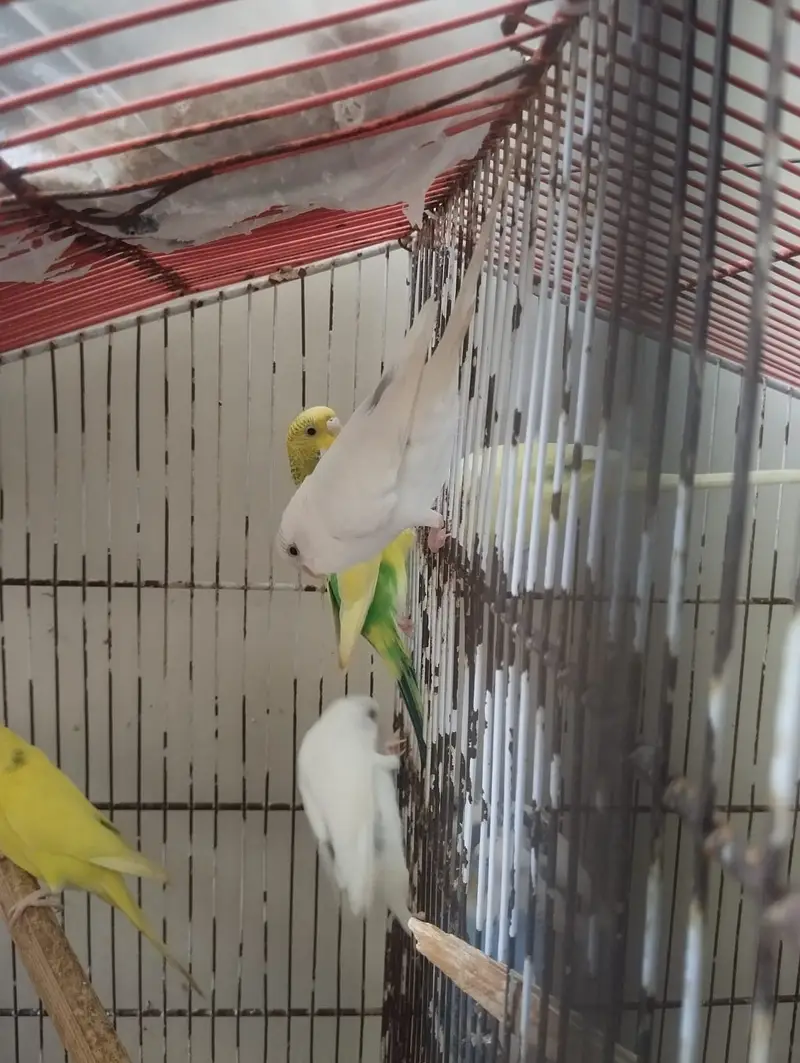 Budgies 8pcs for sale — photo 6