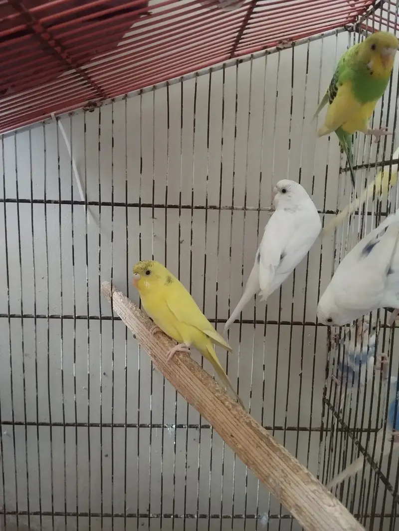 Budgies 8pcs for sale — photo 7