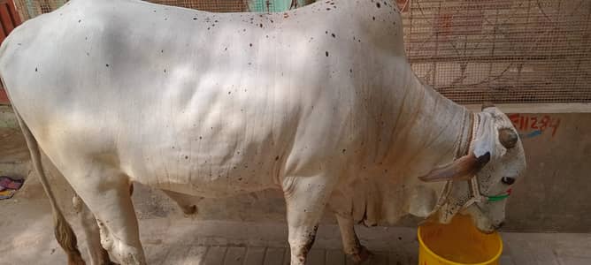 QURBANI 2026 - WHITE BULL WITH SHINY SKIN 2 DANT